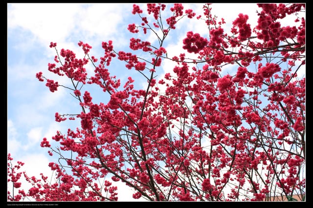 《遊記—台北》陽明山櫻花盛開了～～