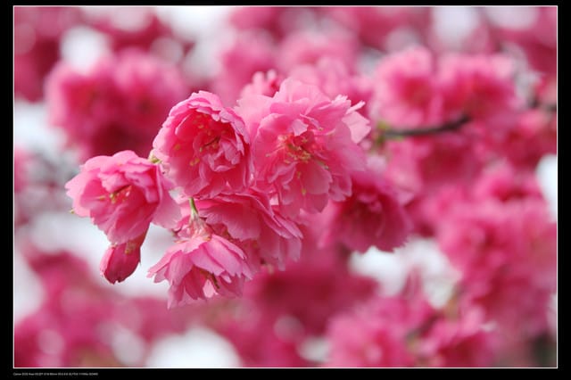 《遊記—台北》陽明山櫻花盛開了～～