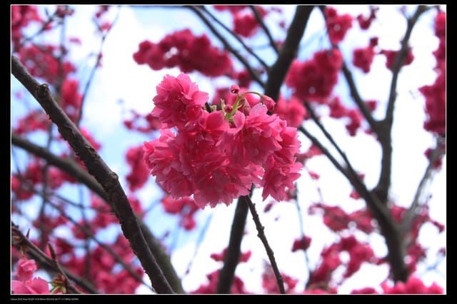 《遊記—台北》陽明山櫻花盛開了～～