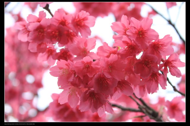 《遊記—台北》陽明山櫻花盛開了～～