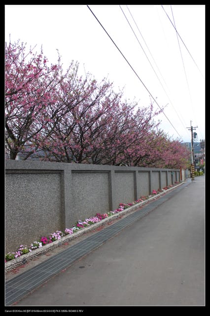 《遊記—台北》陽明山櫻花盛開了～～