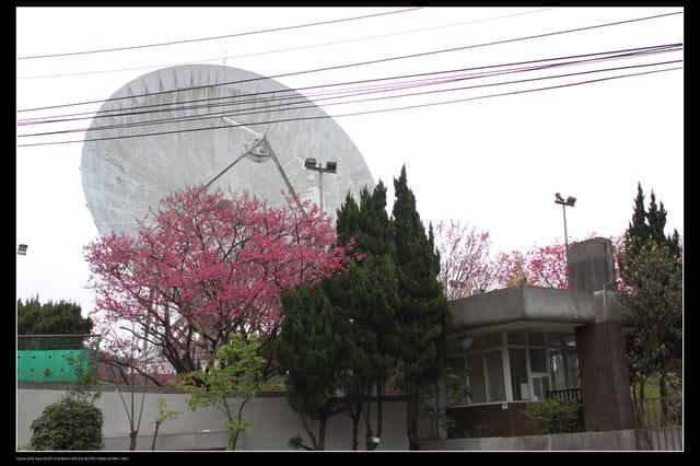 《遊記—台北》陽明山櫻花盛開了～～