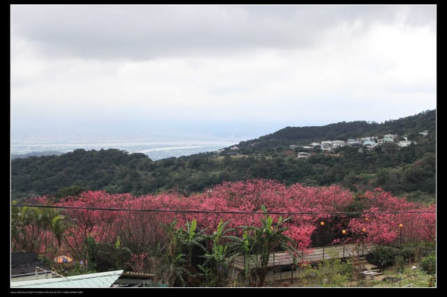 《遊記—台北》陽明山櫻花盛開了～～