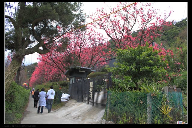 《遊記—台北》陽明山櫻花盛開了～～