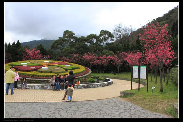 《遊記—台北》陽明山櫻花盛開了～～