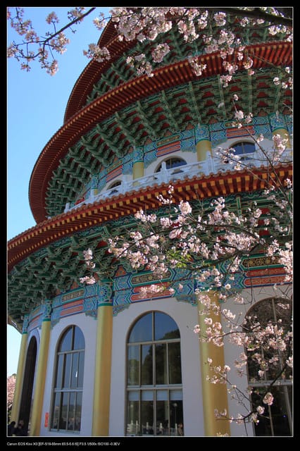 《遊記—淡水》分享3‧11天元宮吉野櫻花（圖多）