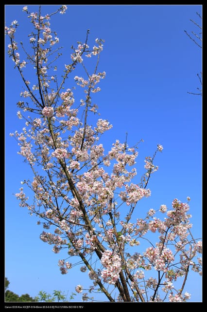 《遊記—淡水》分享3‧11天元宮吉野櫻花（圖多）