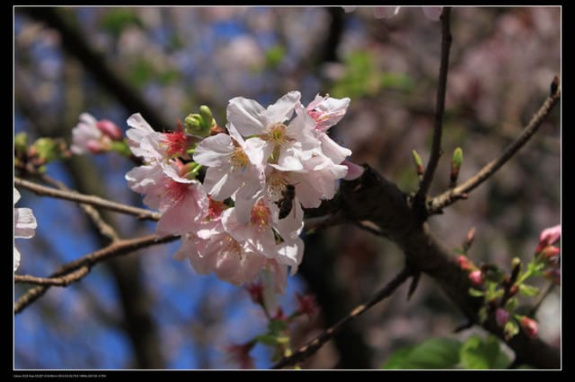 《遊記—淡水》分享3‧11天元宮吉野櫻花（圖多）