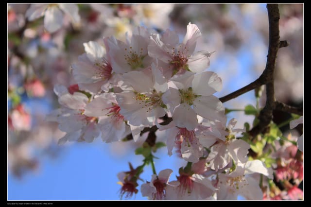 《遊記—淡水》分享3‧11天元宮吉野櫻花（圖多）
