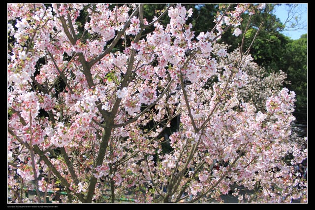 《遊記—淡水》分享3‧11天元宮吉野櫻花（圖多）