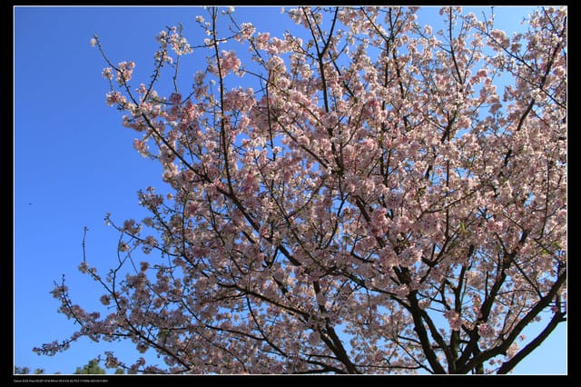 《遊記—淡水》分享3‧11天元宮吉野櫻花（圖多）