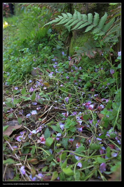 《遊記—淡水》分享3‧11天元宮吉野櫻花（圖多）