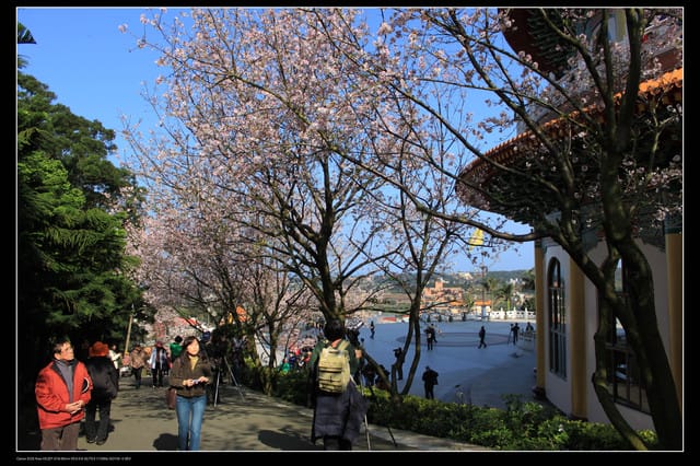 《遊記—淡水》分享3‧11天元宮吉野櫻花（圖多）