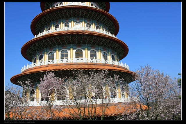 《遊記—淡水》分享3‧11天元宮吉野櫻花（圖多）