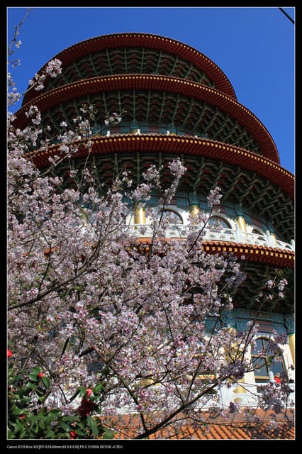 《遊記—淡水》分享3‧11天元宮吉野櫻花（圖多）