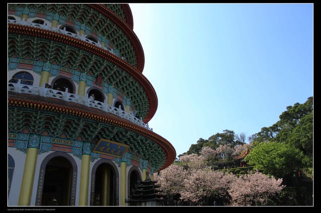 《遊記—淡水》分享3‧11天元宮吉野櫻花（圖多）