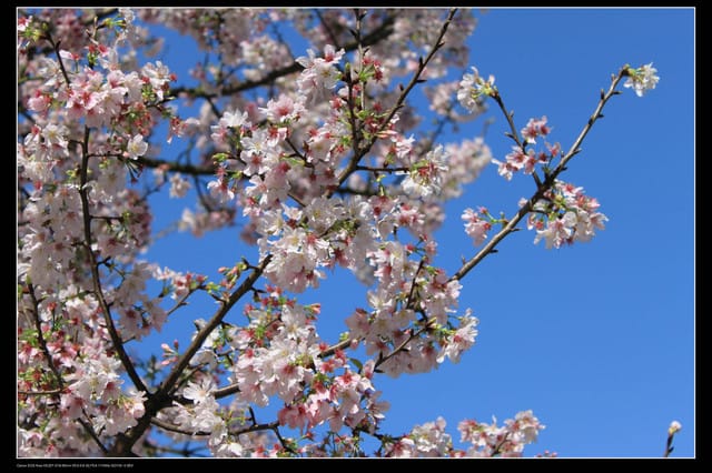 《遊記—淡水》分享3‧11天元宮吉野櫻花（圖多）