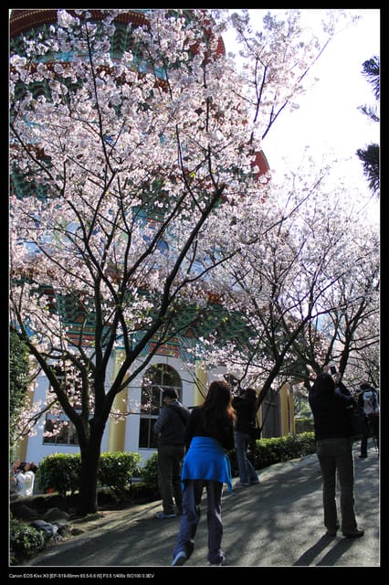 《遊記—淡水》分享3‧11天元宮吉野櫻花（圖多）