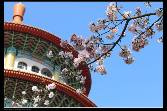 《遊記—淡水》分享3‧11天元宮吉野櫻花（圖多）