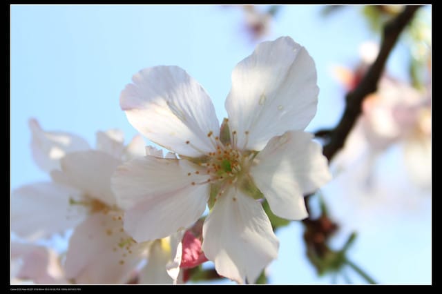 《遊記—淡水》分享3‧11天元宮吉野櫻花（圖多）