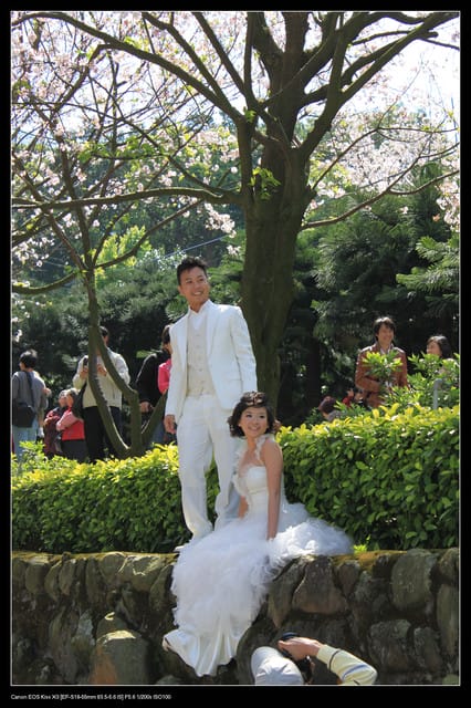 《遊記—淡水》分享3‧11天元宮吉野櫻花（圖多）