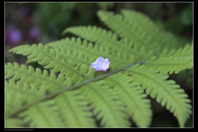 《遊記—淡水》分享3‧11天元宮吉野櫻花（圖多）