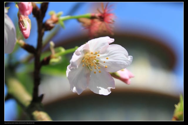 《遊記—淡水》分享3‧11天元宮吉野櫻花（圖多）