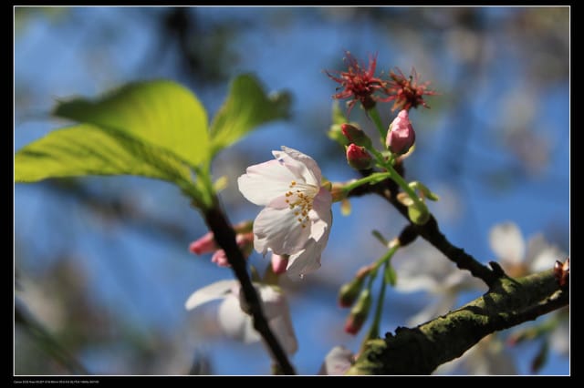 《遊記—淡水》分享3‧11天元宮吉野櫻花（圖多）