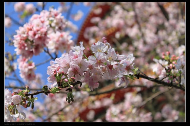 《遊記—淡水》分享3‧11天元宮吉野櫻花（圖多）