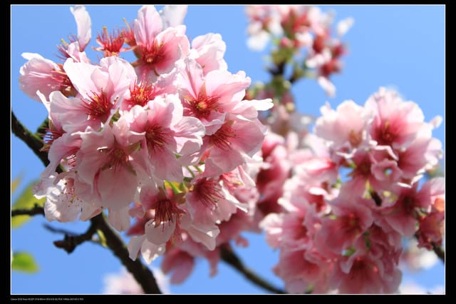 《遊記—淡水》分享3‧11天元宮吉野櫻花（圖多）