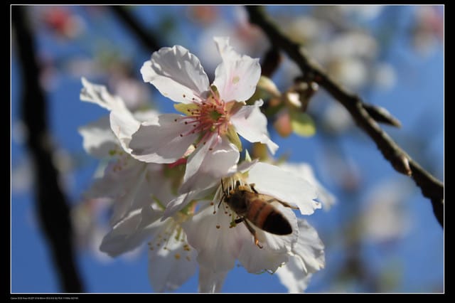 《遊記—淡水》分享3‧11天元宮吉野櫻花（圖多）