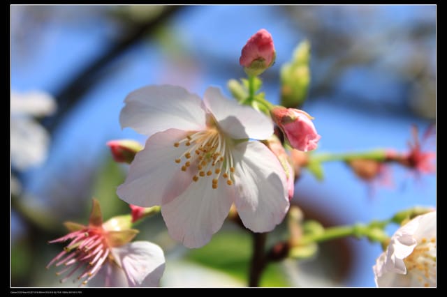 《遊記—淡水》分享3‧11天元宮吉野櫻花（圖多）
