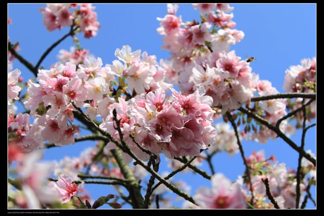 《遊記—淡水》分享3‧11天元宮吉野櫻花（圖多）