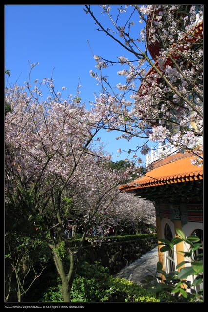 《遊記—淡水》分享3‧11天元宮吉野櫻花（圖多）