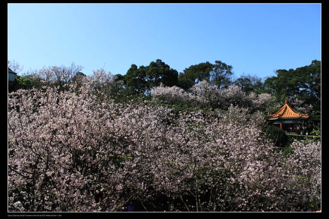 《遊記—淡水》分享3‧11天元宮吉野櫻花（圖多）
