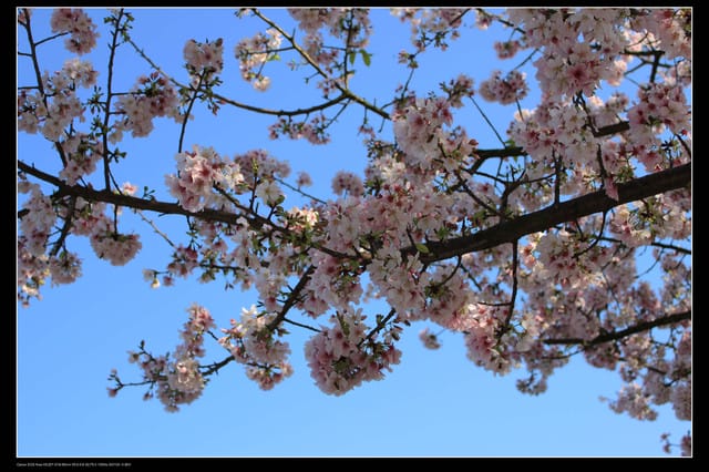 《遊記—淡水》分享3‧11天元宮吉野櫻花（圖多）