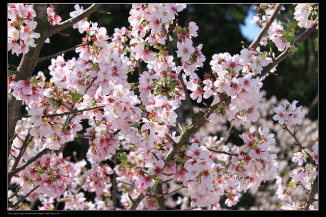 《遊記—淡水》分享3‧11天元宮吉野櫻花（圖多）