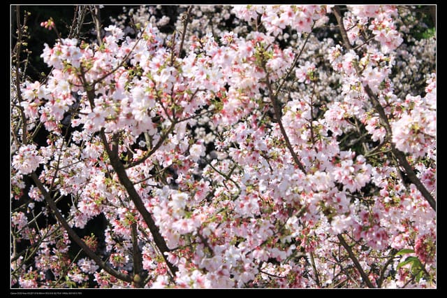 《遊記—淡水》分享3‧11天元宮吉野櫻花（圖多）