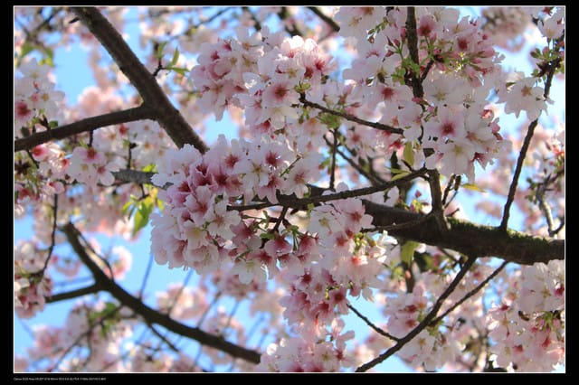 《遊記—淡水》分享3‧11天元宮吉野櫻花（圖多）