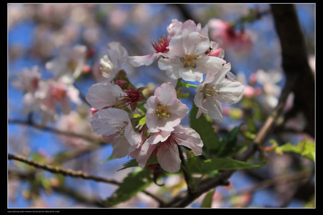 《遊記—淡水》分享3‧11天元宮吉野櫻花（圖多）