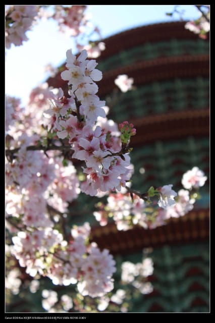 《遊記—淡水》分享3‧11天元宮吉野櫻花（圖多）