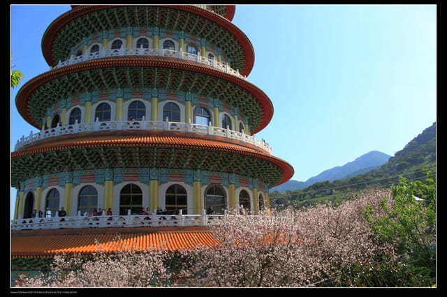 《遊記—淡水》分享3‧11天元宮吉野櫻花（圖多）