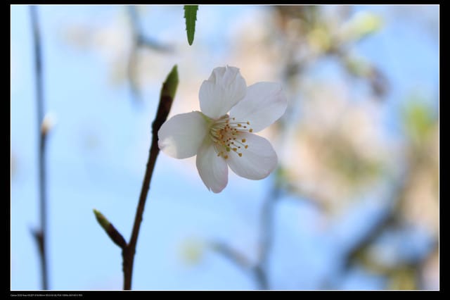 《遊記—淡水》分享3‧11天元宮吉野櫻花（圖多）