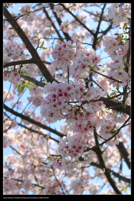 《遊記—淡水》分享3‧11天元宮吉野櫻花（圖多）