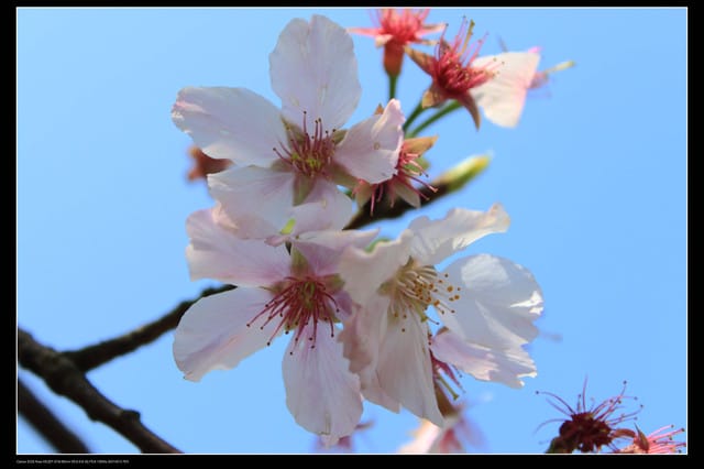 《遊記—淡水》分享3‧11天元宮吉野櫻花（圖多）