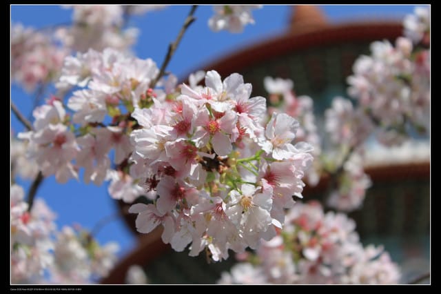 《遊記—淡水》分享3‧11天元宮吉野櫻花（圖多）