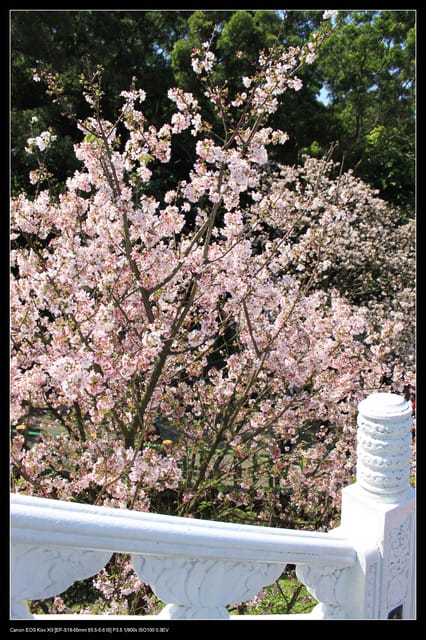 《遊記—淡水》分享3‧11天元宮吉野櫻花（圖多）