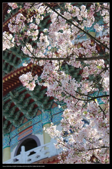 《遊記—淡水》分享3‧11天元宮吉野櫻花（圖多）