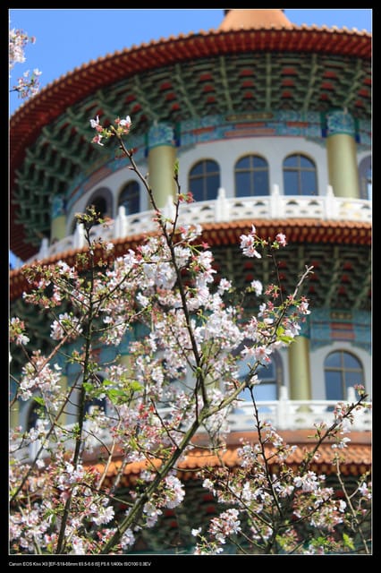 《遊記—淡水》分享3‧11天元宮吉野櫻花（圖多）