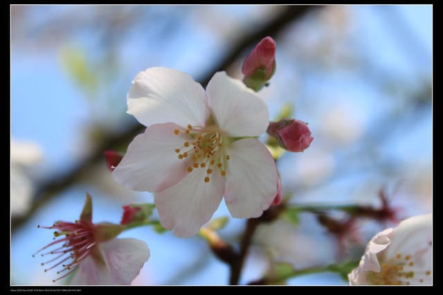 《遊記—淡水》分享3‧11天元宮吉野櫻花（圖多）